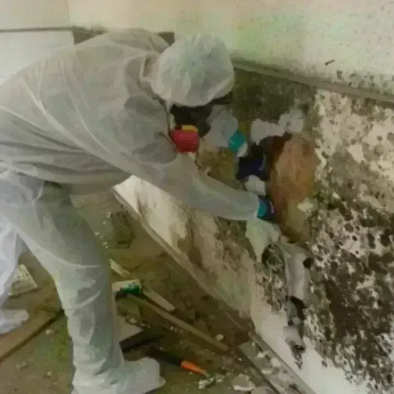 Mold Remediation and Removal in Edinburg, IL